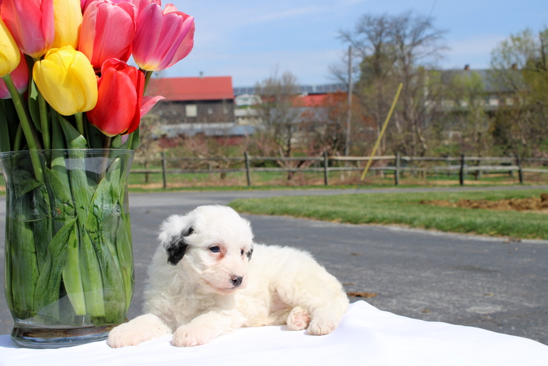 puppy, for, sale, Mini Bernedoodle F2, Matthew B. Stoltzfus, dog, breeder, Gap, PA, dog-breeder, puppy-for-sale, forsale, nearby, find, puppyfind, locator, puppylocator, aca